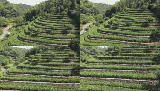 航拍绿色茶园植物种植高清在线视频素材下载