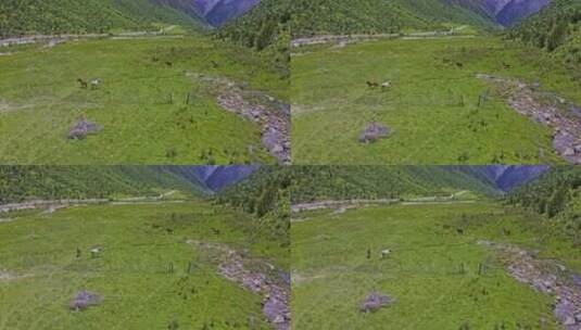 西藏那曲草原航拍高清在线视频素材下载