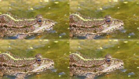一只绿色的青蛙在沼泽地的水中闪烁高清在线视频素材下载