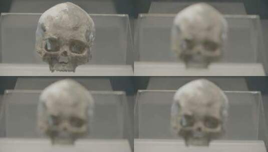 博物馆里的古人类展示LOG高清在线视频素材下载