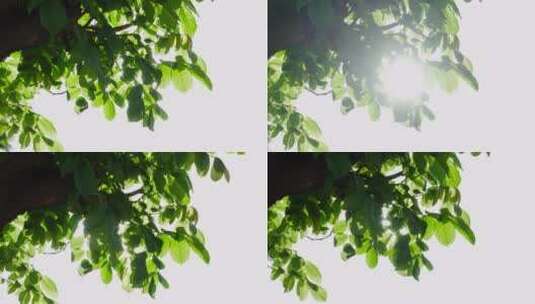 升格 阳光透过绿叶树叶空镜 4k高清在线视频素材下载