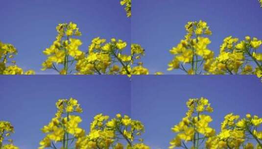 油菜花 蜜蜂采蜜高清在线视频素材下载