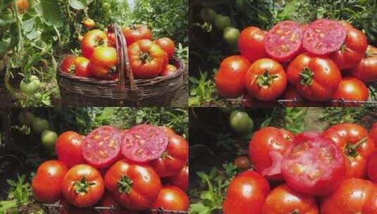 西红柿种植基地高清在线视频素材下载