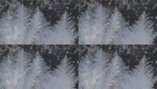 大兴安岭冰封河面上的草叶霜花高清在线视频素材下载