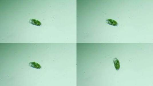 生物科普科研素材  纤毛虫2高清在线视频素材下载