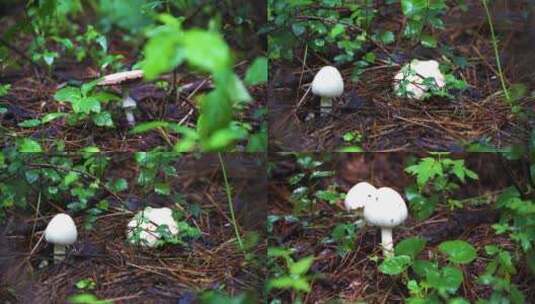 山里雨后的蘑菇高清在线视频素材下载