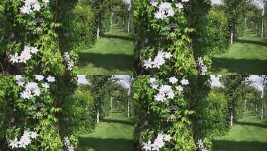 花园花房鲜花高清在线视频素材下载