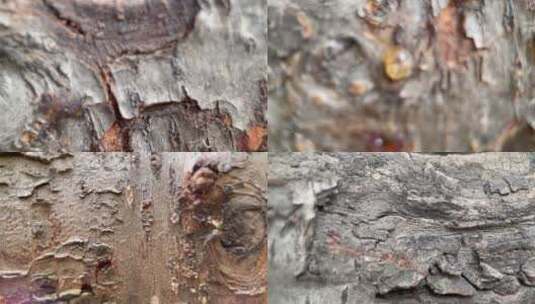 【镜头合集】树皮粗糙表皮树木植物桃树桃胶高清在线视频素材下载