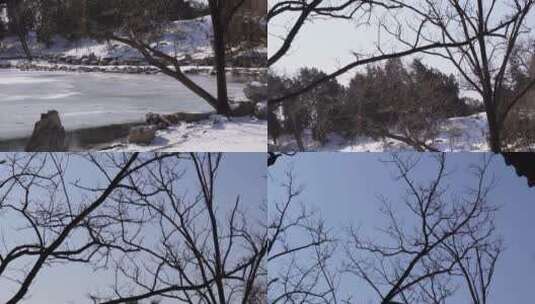 雪松冰雪下雪雪后冬季圆明园 ~高清在线视频素材下载