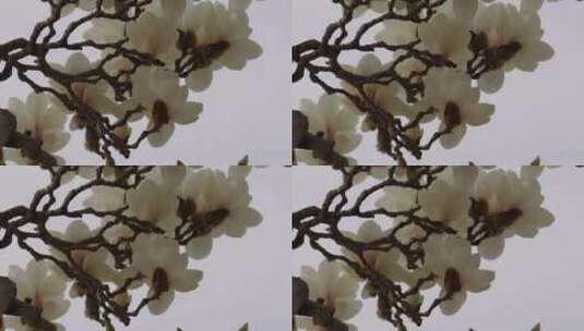 盛开的白色玉兰花花瓣花朵高清在线视频素材下载
