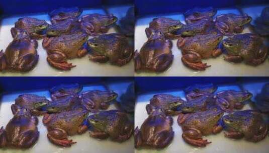 实拍动物青蛙鱼高清在线视频素材下载