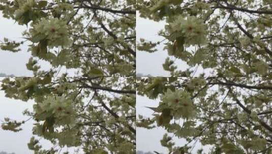 实拍春天鲜花野草植物高清在线视频素材下载