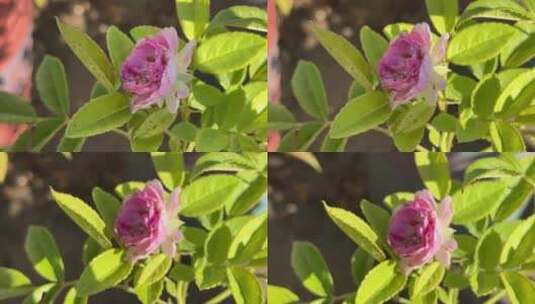紫色蔷薇花特写镜头高清在线视频素材下载