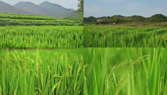 山村稻田，水稻，稻穗素材合集高清在线视频素材下载