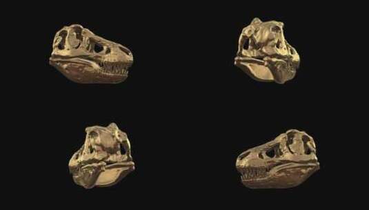 霸王龙头骨三维模型高清在线视频素材下载
