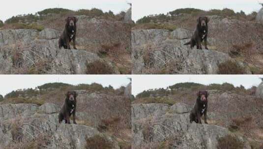 小黑狗站在山地石头上高清在线视频素材下载