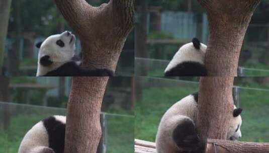 爬树桩的熊猫高清在线视频素材下载