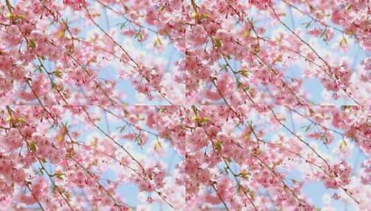 春日里的樱花高清在线视频素材下载