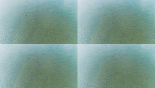 一群野鸭子在河水里游泳高清在线视频素材下载