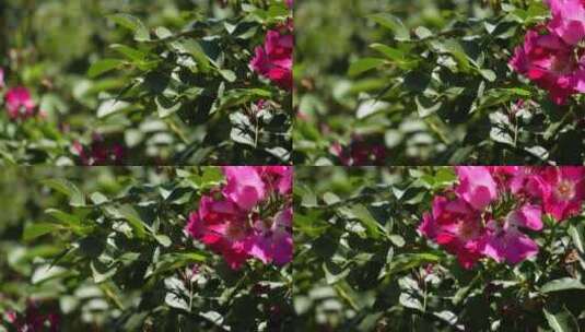 粉红色花朵绿化带高清在线视频素材下载