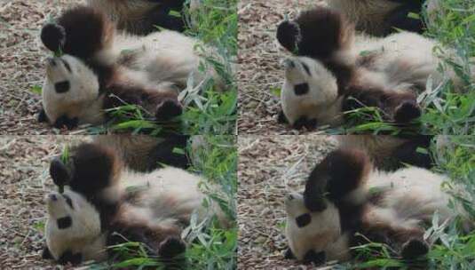 躺着吃竹叶的国宝大熊猫特写高清在线视频素材下载