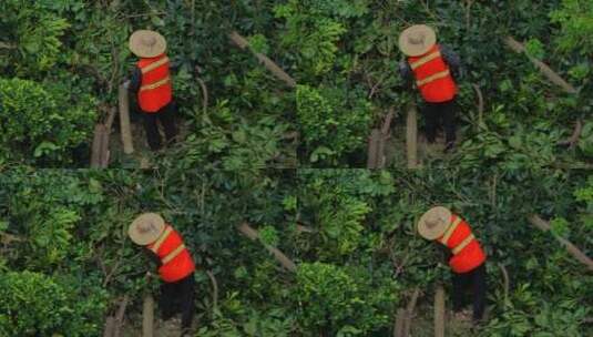 园林护理园丁修剪树木高清在线视频素材下载