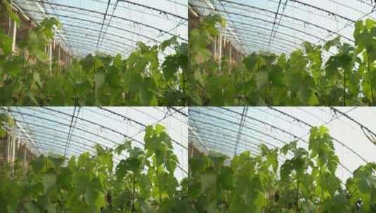 葡萄成熟采摘高清在线视频素材下载