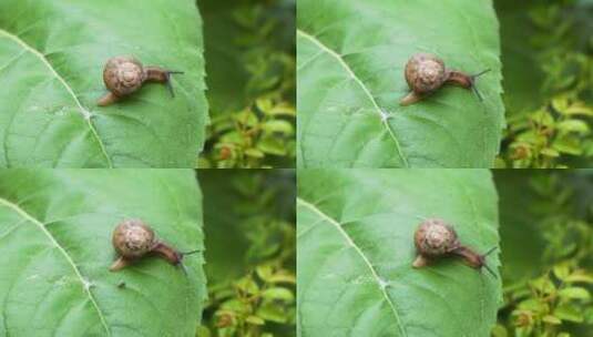蜗牛在绿叶上爬行高清在线视频素材下载