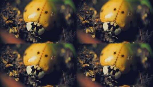 亚洲瓢虫在薄荷植物花盆里的宏观镜头高清在线视频素材下载