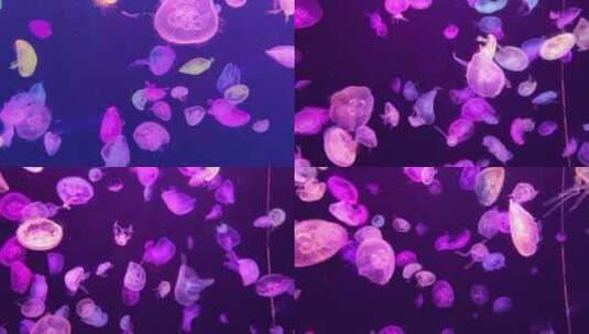 海上水母群高清在线视频素材下载