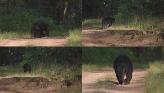 森林山路野生黑熊熊瞎子高清在线视频素材下载