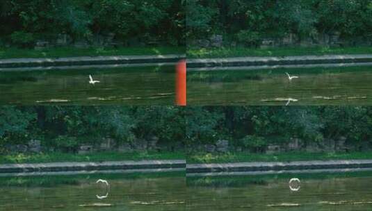4K升格实拍在河流上翱翔的野生动物白鹭高清在线视频素材下载