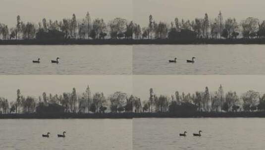 南昌公园湖里的野天鹅野鸭高清在线视频素材下载