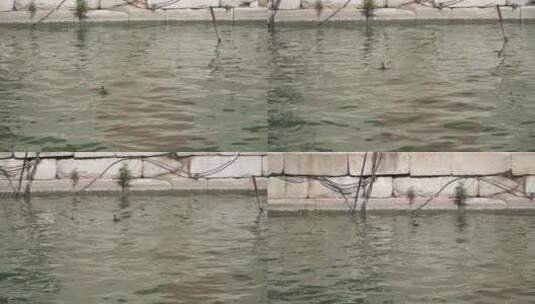 水面湖面水波纹上的小鸭子鱼苗高清在线视频素材下载