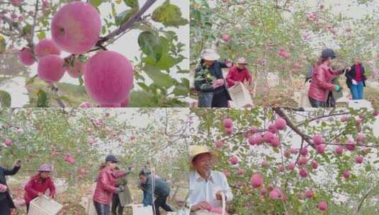 洛川苹果产地高清在线视频素材下载