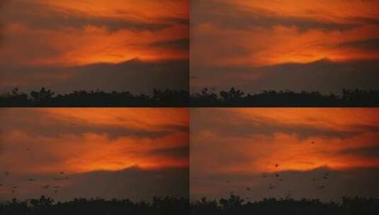 4k实拍夕阳下的白鹭飞翔高清在线视频素材下载