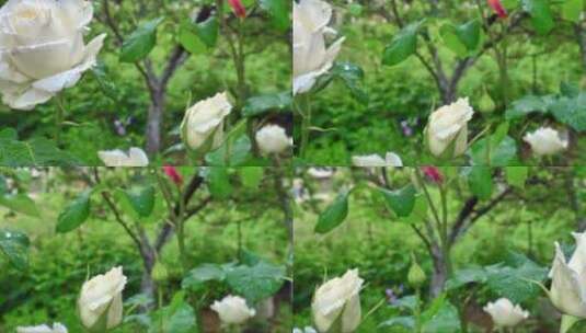 花园里美丽的白玫瑰高清在线视频素材下载