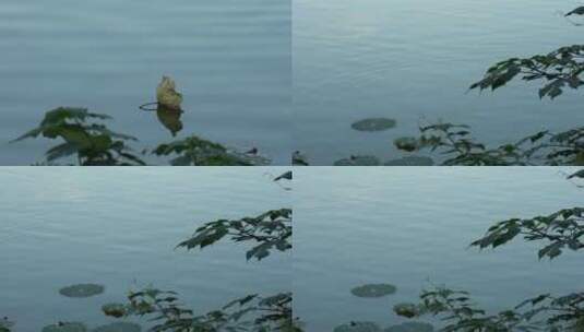 【合集】重庆湖水古风禅意自然美背景素材高清在线视频素材下载