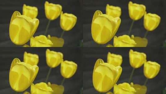 近距离看房间里的黄色郁金香花高清在线视频素材下载