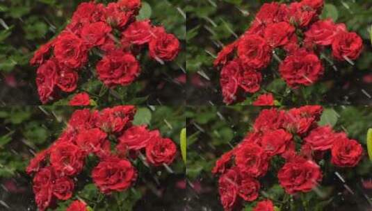 红色的花朵被雨水打湿高清在线视频素材下载