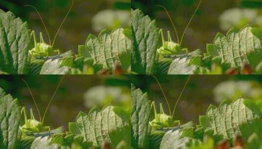 绿色的蚱蜢在叶子上高清在线视频素材下载