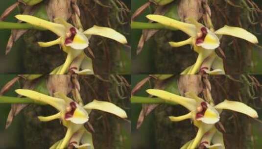 在哥斯达黎加的兰花叉子丛林花高清在线视频素材下载