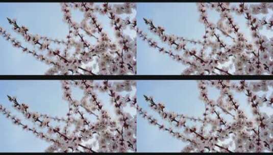 樱桃树上的粉红色花朵高清在线视频素材下载