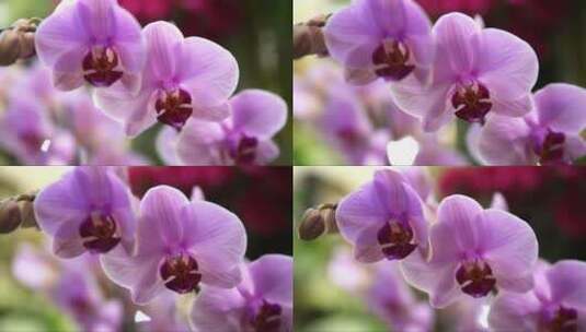 紫色的蝴蝶兰高清在线视频素材下载