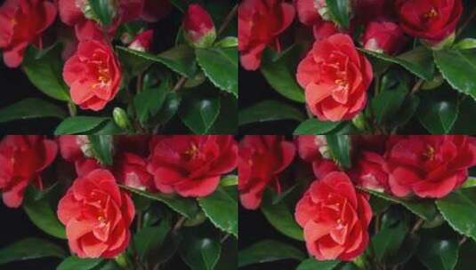 绽放的红色花朵高清在线视频素材下载