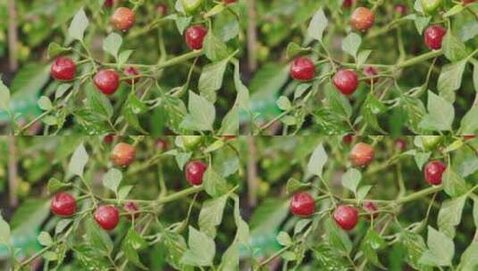 盆栽的辣椒3高清在线视频素材下载