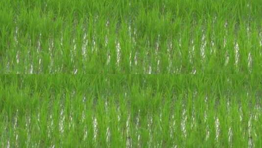 一片稻田地绿色稻苗水稻插秧高清在线视频素材下载