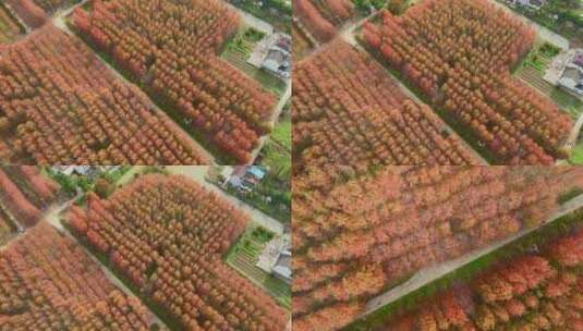深秋秋天红枫叶航拍风景高清在线视频素材下载