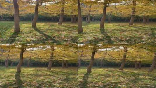 济南森林公园银杏树叶金黄，随风落叶高清在线视频素材下载