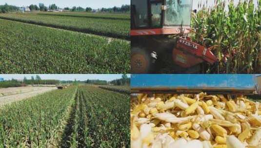 玉米丰收 机械收割玉米高清在线视频素材下载
